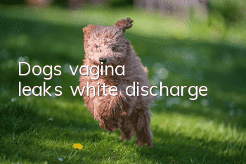 Dog's vagina leaks white discharge