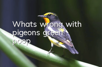 What's wrong with pigeons' green poop?