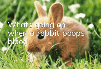 What's going on when a rabbit poops blood?