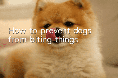 How to prevent dogs from biting things