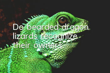 Do bearded dragon lizards recognize their owners?