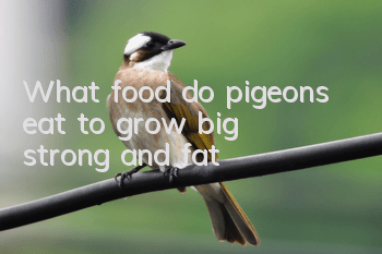 What food do pigeons eat to grow big, strong and fat?