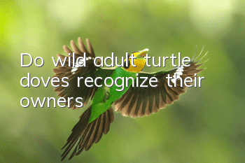 Do wild adult turtle doves recognize their owners?