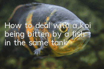 How to deal with a koi being bitten by a fish in the same tank