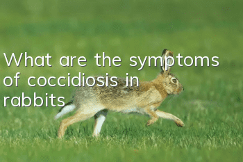 What are the symptoms of coccidiosis in rabbits?