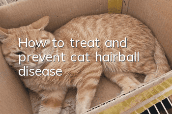 How to treat and prevent cat hairball disease