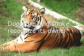 Does the king snake recognize its owner?