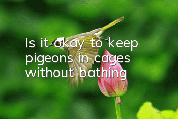 Is it okay to keep pigeons in cages without bathing?