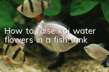 How to raise koi water flowers in a fish tank