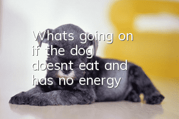 What's going on if the dog doesn't eat and has no energy?