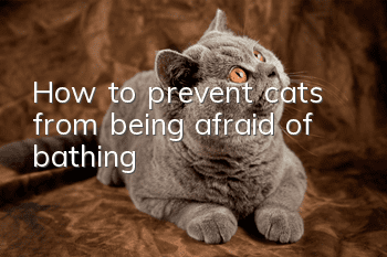 How to prevent cats from being afraid of bathing