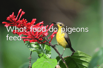 What food do pigeons feed?