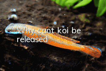 Why can’t koi be released?