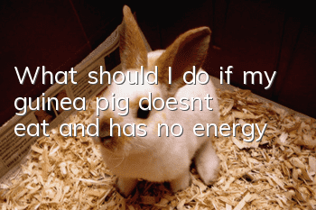 What should I do if my guinea pig doesn’t eat and has no energy?