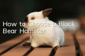 How to Choose a Black Bear Hamster