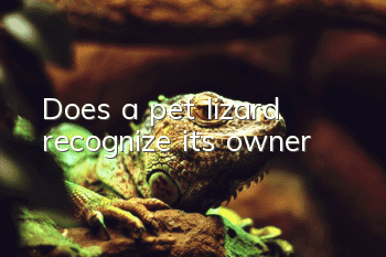 Does a pet lizard recognize its owner?