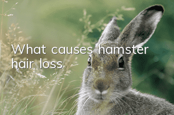 What causes hamster hair loss?