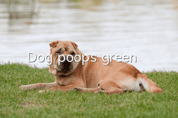 Dog poops green