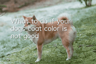 What to do if your dog’s coat color is not good