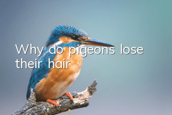 Why do pigeons lose their hair?