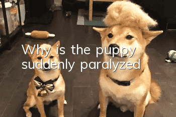 Why is the puppy suddenly paralyzed?