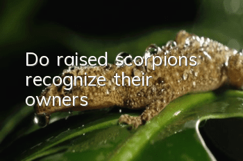 Do raised scorpions recognize their owners?