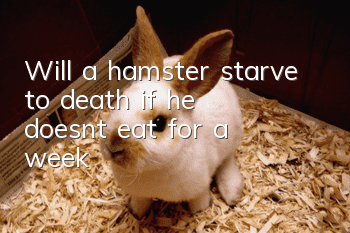 Will a hamster starve to death if he doesn't eat for a week?