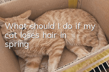 What should I do if my cat loses hair in spring?