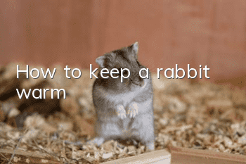 How to keep a rabbit warm