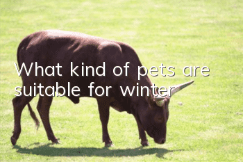 What kind of pets are suitable for winter?