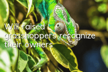 Will raised grasshoppers recognize their owners?