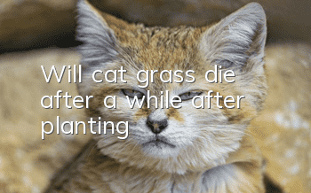 Will cat grass die after a while after planting?