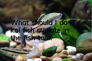 What should I do if koi fish ovulate in the fish tank?