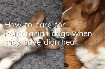 How to care for Pomeranian dogs when they have diarrhea