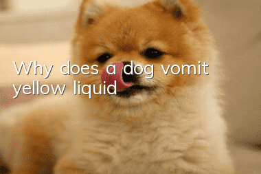 Why does a dog vomit yellow liquid?