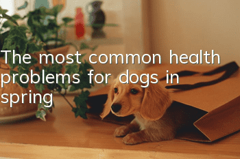 The most common health problems for dogs in spring