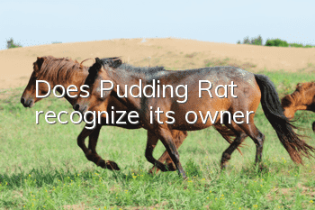 Does Pudding Rat recognize its owner?