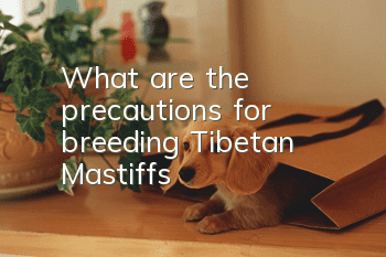 What are the precautions for breeding Tibetan Mastiffs?