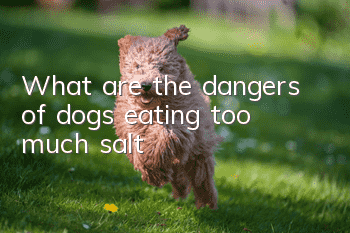 What are the dangers of dogs eating too much salt?