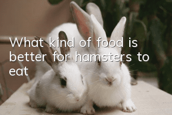 What kind of food is better for hamsters to eat?