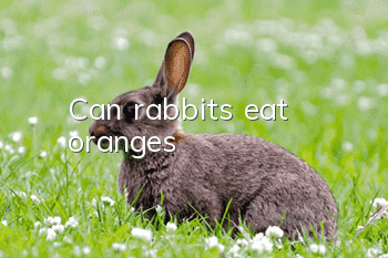 Can rabbits eat oranges?