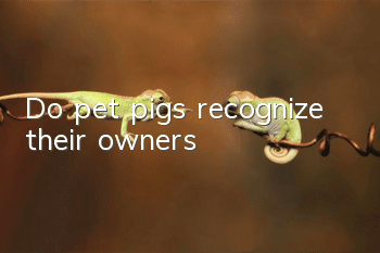 Do pet pigs recognize their owners?