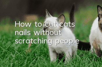 How to cut cats' nails without scratching people