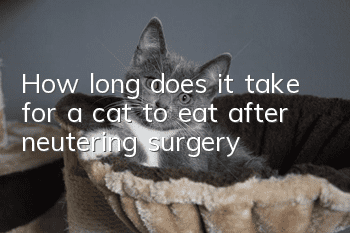 How long does it take for a cat to eat after neutering surgery?