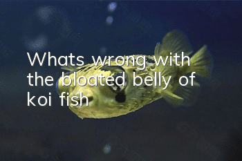 What's wrong with the bloated belly of koi fish?