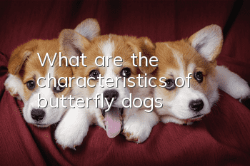 What are the characteristics of butterfly dogs?