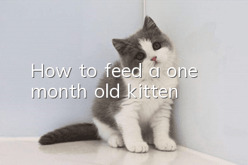 How to feed a one month old kitten