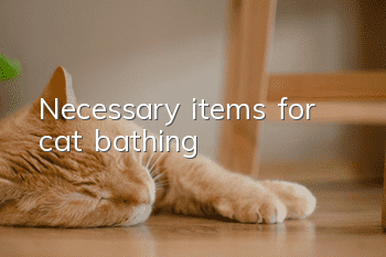 Necessary items for cat bathing