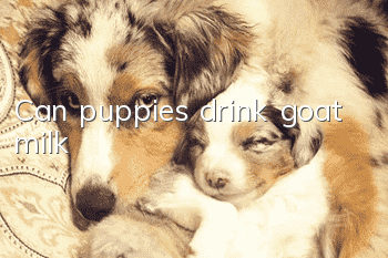 Can puppies drink goat milk?