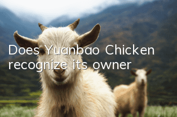 Does Yuanbao Chicken recognize its owner?